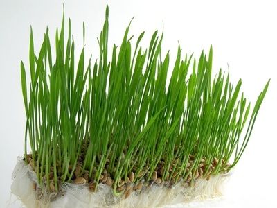 12c raw wheat germ