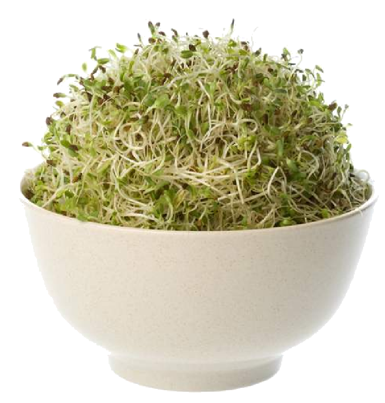12e Alfa Alfa Sprouts