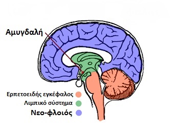 02f triune brain2